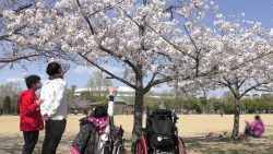 桜deフォトグランプリの準々グランプリに選ばれた写真